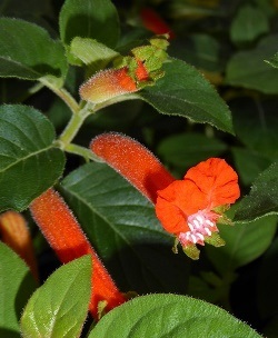 Orange Batface Cuphea, Christmas Cigar Flower, Salvadoran Cigar Plant, Orange Batface, Cuphea salvadorensis